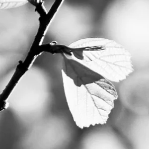 Gesicht